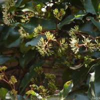 Ixora pavetta Andrews